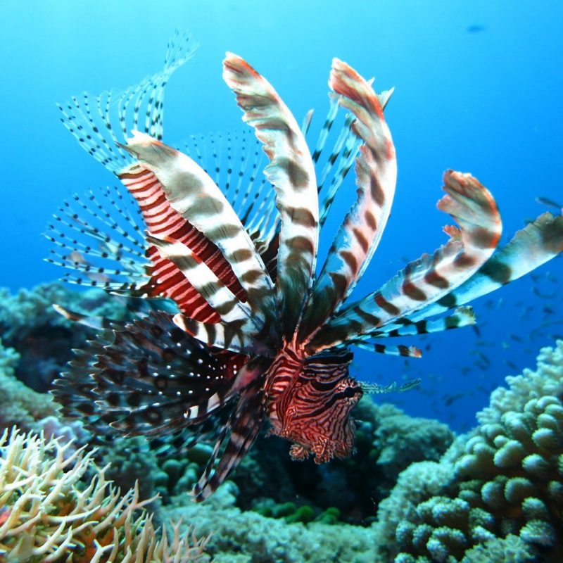 Diving Padang Bai Bali