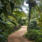 Sisindu Tea Estate Pathway | Galle, Sri Lanka