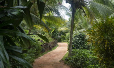 Sisindu Tea Estate Pathway | Galle, Sri Lanka