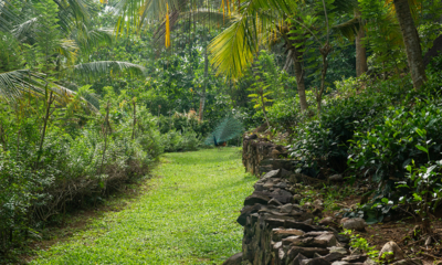 Sri Lanka Sisinduteaestate 57