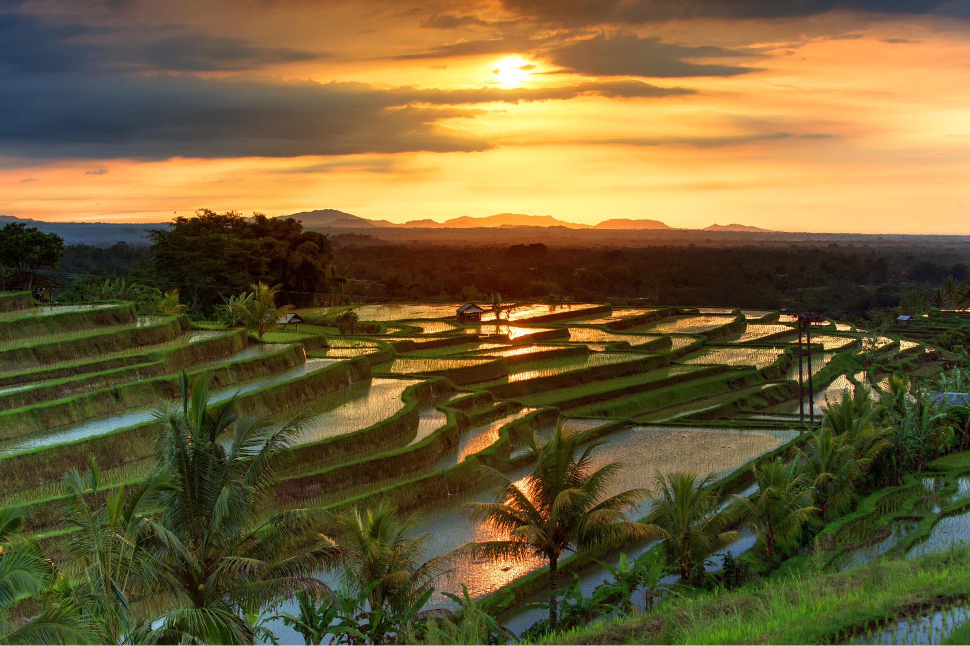 Bali Tabanan Jatiluwih Rice Fields