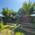 Villa Bogor Gardens | Canggu, Bali