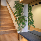 Prominence Up Stairs Area with a Plant | Hakuba, Nagano