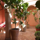Villa Jenaman Indoor Area with Plants | Marrakesh, Morocco