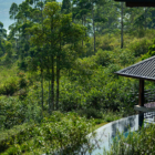 Camellia Hills Gardens and Pool with View | Dickoya, Sri Lanka