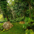 Sri Lanka Thecanopy 46